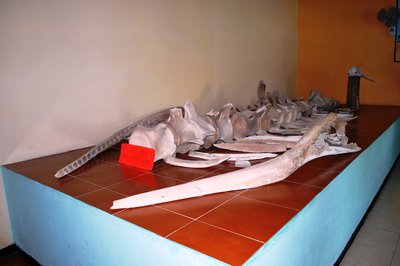 Museo Marino Comunitario in Tecolutla, Mexico – Museum Information gallery image