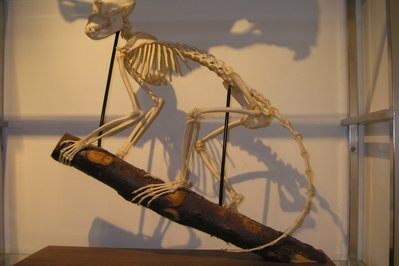 Museum of Anatomy and Pathology in Nijmegen, Netherlands – Museum Information gallery image