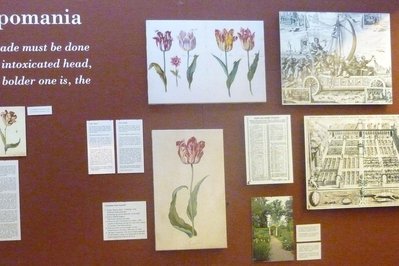Amsterdam Tulip Museum in Amsterdam, Netherlands – Museum Information gallery image