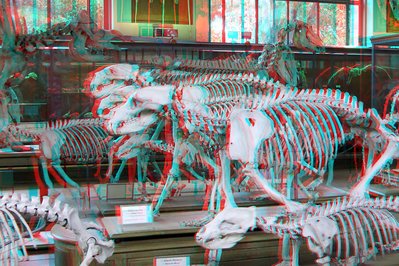 Natural History Museum Rotterdam in Rotterdam, Netherlands – Museum Information gallery image
