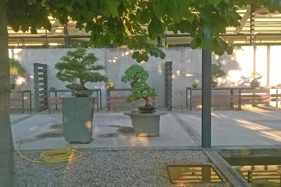 Jardin Del Bonsai in Boquete, Panama – Museum Information gallery image