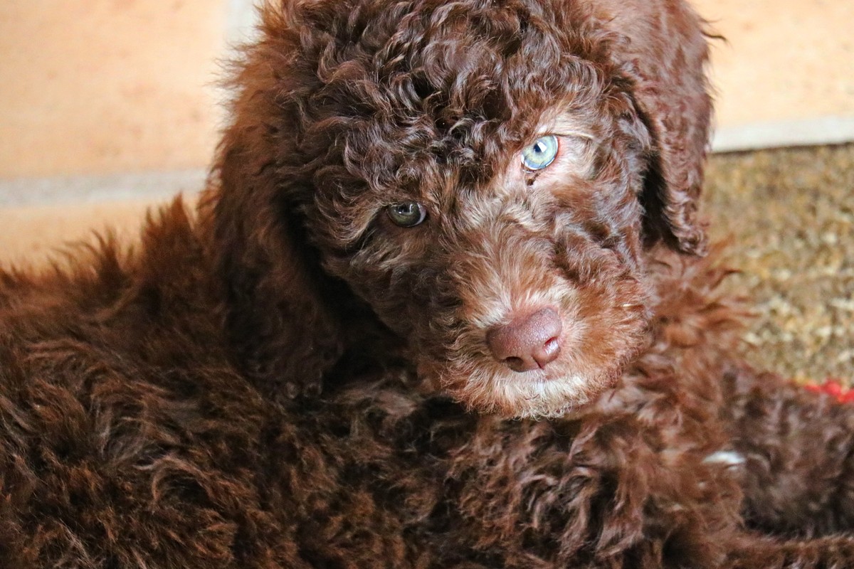 CANICHE in Apurimac, Peru – Museum Information