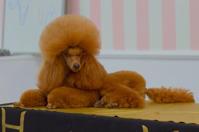 CANICHE in Apurimac, Peru – Museum Information gallery image
