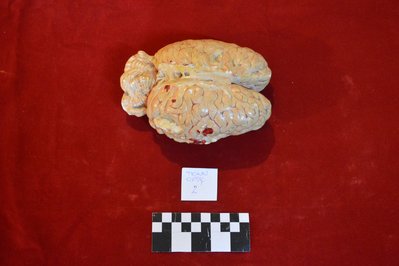 Museo del Cerebro in Lima, Peru – Museum Information gallery image
