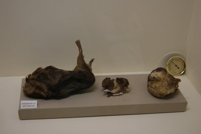Museo Contisuyo in Ilo, Peru – Museum Information gallery image