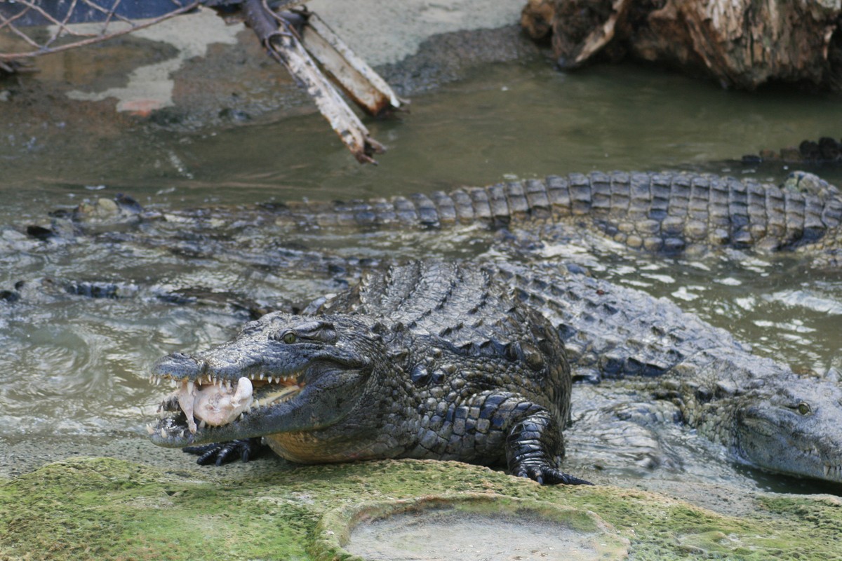 Crocodile parc in Djerba, Tunisia – Museum Information