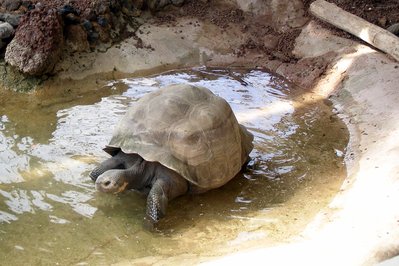 Crocodile parc in Djerba, Tunisia – Museum Information gallery image