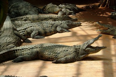 Crocodile parc in Djerba, Tunisia – Museum Information gallery image