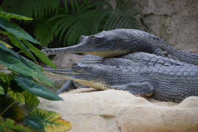Crocodile parc in Djerba, Tunisia – Museum Information gallery image