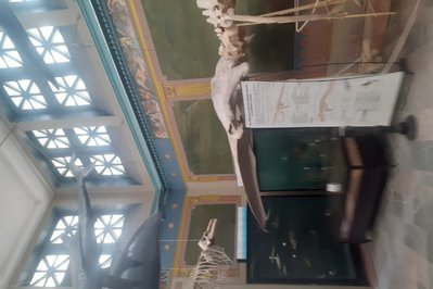 Oceanographic Museum of Carthage in Tunis, Tunisia – Museum Information gallery image