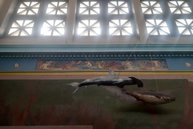Oceanographic Museum of Carthage in Tunis, Tunisia – Museum Information gallery image