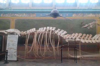 Oceanographic Museum of Carthage in Tunis, Tunisia – Museum Information gallery image
