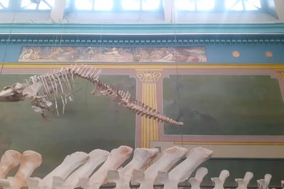Oceanographic Museum of Carthage in Tunis, Tunisia – Museum Information gallery image