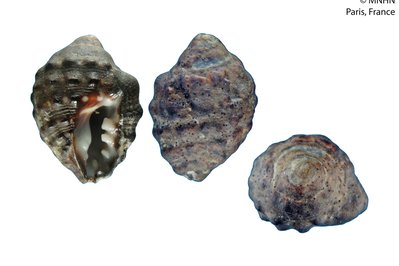 MAVEA in Florida, Uruguay – Museum Information gallery image