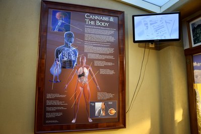 Museo de la Marihuana in Punta del Este, Uruguay – Museum Information gallery image