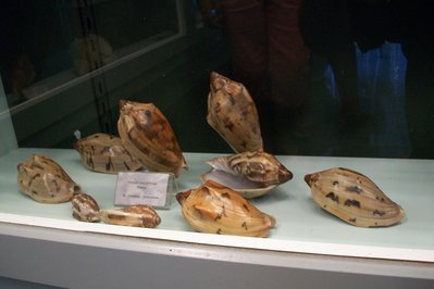 Museo del Mar in Punta del Este, Uruguay – Museum Information gallery image