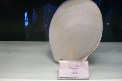 Museo del Mar in Punta del Este, Uruguay – Museum Information gallery image