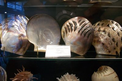 Museo del Mar in Punta del Este, Uruguay – Museum Information gallery image