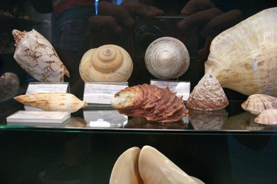 Museo del Mar in Punta del Este, Uruguay – Museum Information gallery image