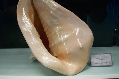 Museo del Mar in Punta del Este, Uruguay – Museum Information gallery image