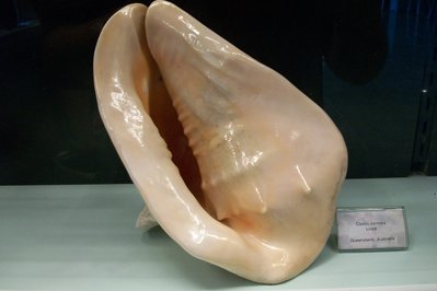 Museo del Mar in Punta del Este, Uruguay – Museum Information gallery image