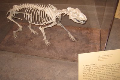 National Museum of Natural History in Montevideo, Uruguay – Museum Information gallery image