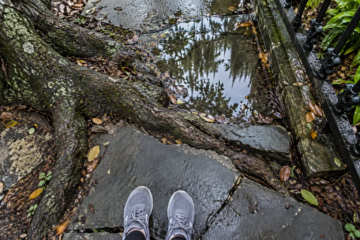 Feet in grey mesh sneakers on a cracked slate sidewalk lifted by oak roots, beside a puddle after rain